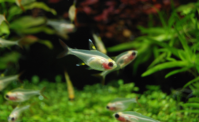 魚のトリートメントってなに?